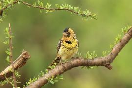 Brodal czarnogardły - Trachyphonus darnaudii  - D'Arnaud's Barbet