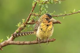Brodal czarnogardły - Trachyphonus darnaudii  - D'Arnaud's Barbet