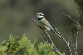 Żołna białogardła - Merops albicollis - White-throated Bee-eater