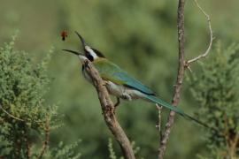 Żołna białogardła - Merops albicollis - White-throated Bee-eater