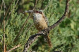 Żołna blada - Merops revoilii - Somali Bee-eater