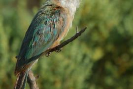 Żołna blada - Merops revoilii - Somali Bee-eater