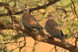 Synogarlica senegalska - Streptopelia senegalensis - Laughing Dove