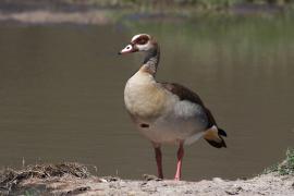 Gęsiówka egipska - Alopochen aegyptiaca - Egyptian Goose