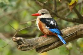 Łowiec szarogłowy - Halcyon leucocephala - Grey-headed Kingfisher