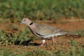 Synogarlica okularowa - Streptopelia decipiens - African Mourning Dove