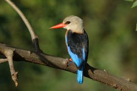 Łowiec szarogłowy - Halcyon leucocephala - Grey-headed Kingfisher