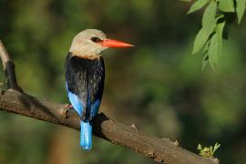 Łowiec szarogłowy - Halcyon leucocephala - Grey-headed Kingfisher