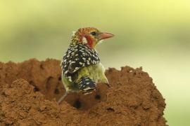 Brodal czerwonouchy - Trachyphonus erythrocephalus - Red-and-yellow Barbet