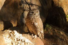 Puchacz plamisty - Bubo africanus - Spotted Eagle Owl