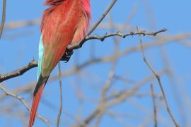 Żołna szkarłatna - Merops nubicus - Northern Carmine Bee-eater