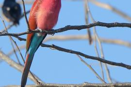 Żołna szkarłatna - Merops nubicus - Northern Carmine Bee-eater