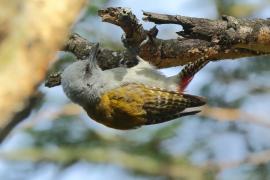 Dzięcioł popielaty - Dendropicos goertae - African Grey Woodpecker