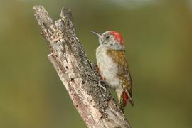 Dzięcioł popielaty - Dendropicos goertae - African Grey Woodpecker