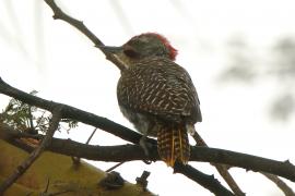 Dzięcioł jasnolicy - Dendropicos fuscescens - Cardinal Woodpecker