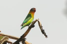 Nierozłączka czarnogłowa - Agapornis personatus - Yellow-collared Lovebird