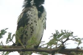 Głowaczek mały - Tricholaema melanocephala - Black-throated Barbet
