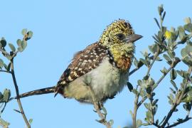 Brodal czarnogardły - Trachyphonus darnaudii  - D'Arnaud's Barbet