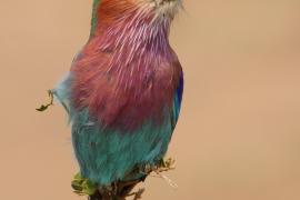 Kraska liliowopierśna - Coracias caudatus - Lilac-breasted Roller