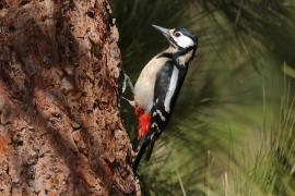 Dzięcioł duży - Dendrocopos major - Great Spotted Woodpecker