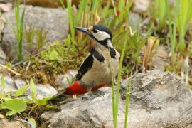 Dzięcioł duży - Dendrocopos major - Great Spotted Woodpecker