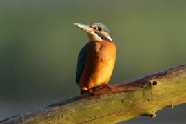 Zimorodek zwyczajny - Alcedo atthis - Common Kingfisher