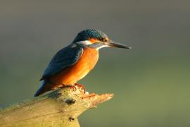 Zimorodek zwyczajny - Alcedo atthis - Common Kingfisher
