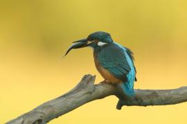 Zimorodek zwyczajny - Alcedo atthis - Common Kingfisher