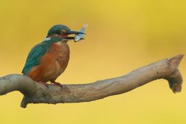 Zimorodek zwyczajny - Alcedo atthis - Common Kingfisher