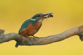 Zimorodek zwyczajny - Alcedo atthis - Common Kingfisher