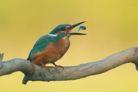 Zimorodek zwyczajny - Alcedo atthis - Common Kingfisher