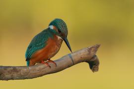 Zimorodek zwyczajny - Alcedo atthis - Common Kingfisher