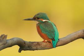 Zimorodek zwyczajny - Alcedo atthis - Common Kingfisher