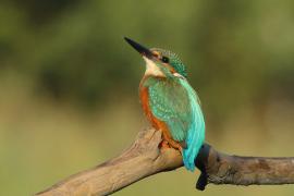 Zimorodek zwyczajny - Alcedo atthis - Common Kingfisher