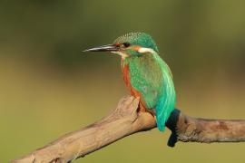 Zimorodek zwyczajny - Alcedo atthis - Common Kingfisher