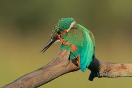 Zimorodek zwyczajny - Alcedo atthis - Common Kingfisher