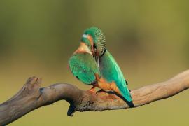 Zimorodek zwyczajny - Alcedo atthis - Common Kingfisher