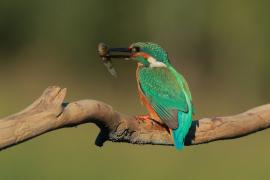 Zimorodek zwyczajny - Alcedo atthis - Common Kingfisher