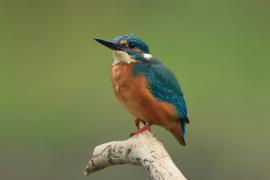 Zimorodek zwyczajny - Alcedo atthis - Common Kingfisher