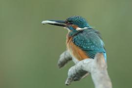 Zimorodek zwyczajny - Alcedo atthis - Common Kingfisher
