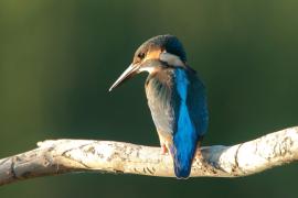 Zimorodek zwyczajny - Alcedo atthis - Common Kingfisher
