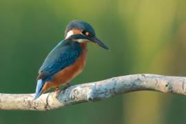 Zimorodek zwyczajny - Alcedo atthis - Common Kingfisher