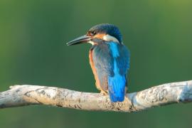 Zimorodek zwyczajny - Alcedo atthis - Common Kingfisher