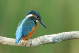 Zimorodek zwyczajny - Alcedo atthis - Common Kingfisher
