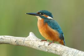 Zimorodek zwyczajny - Alcedo atthis - Common Kingfisher