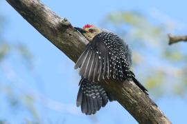 Dzięciur płomiennogłowy - Melanerpes hoffmannii - Hoffmann's Woodpecker