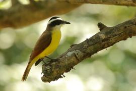 Bentewi wielki - Pitangus sulphuratus - Great Kiskadee