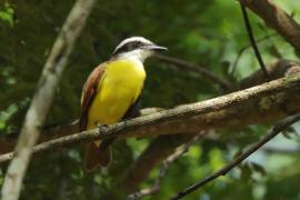 Bentewi wielki - Pitangus sulphuratus - Great Kiskadee