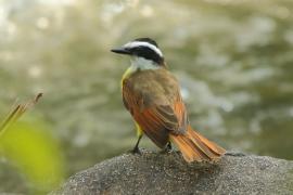 Bentewi wielki - Pitangus sulphuratus - Great Kiskadee