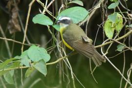 Bentewi krasnociemieniowy - Myiozetetes similis - Social Flycatcher